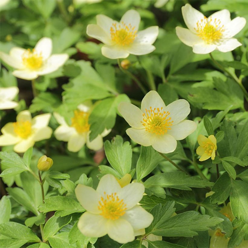 Anemone lipsiensis (Fioritura)