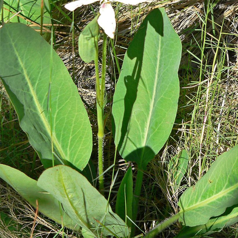 Anemopsis californica (Fogliame)