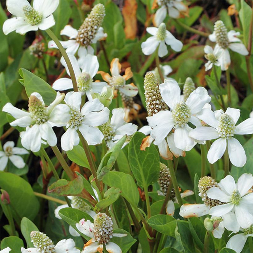 Anemopsis californica (Fioritura)