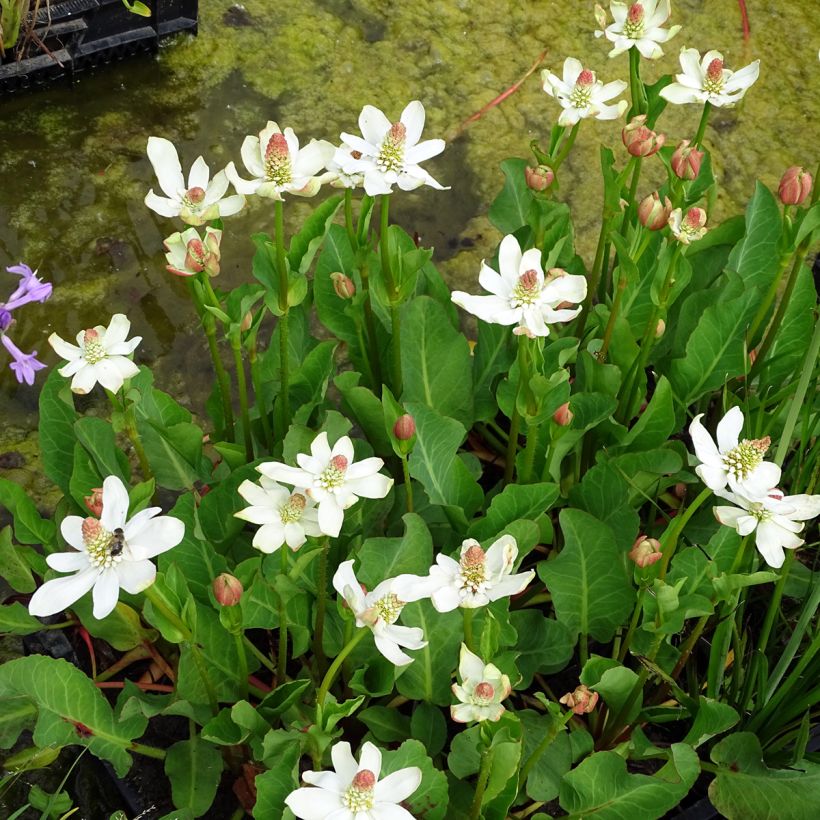 Anemopsis californica (Porto)