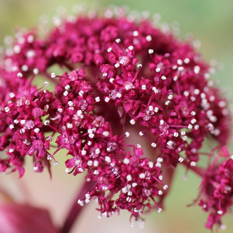 Angelica gigas (Fioritura)