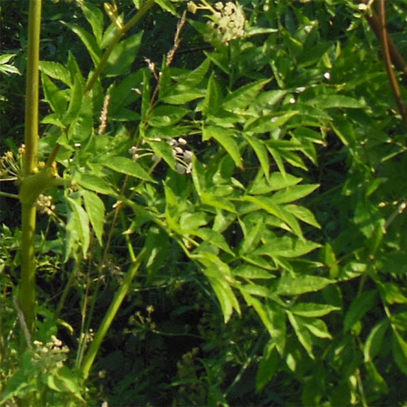 Angelica heterocarpa (Fogliame)