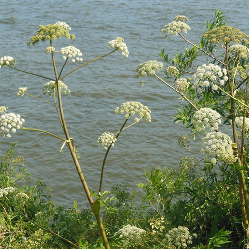 Angelica heterocarpa (Fioritura)