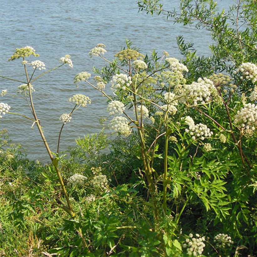 Angelica heterocarpa (Porto)