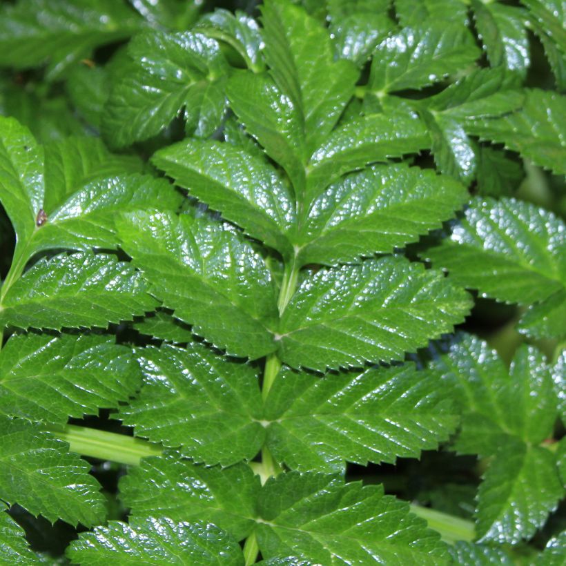 Angelica pachycarpa (Fogliame)