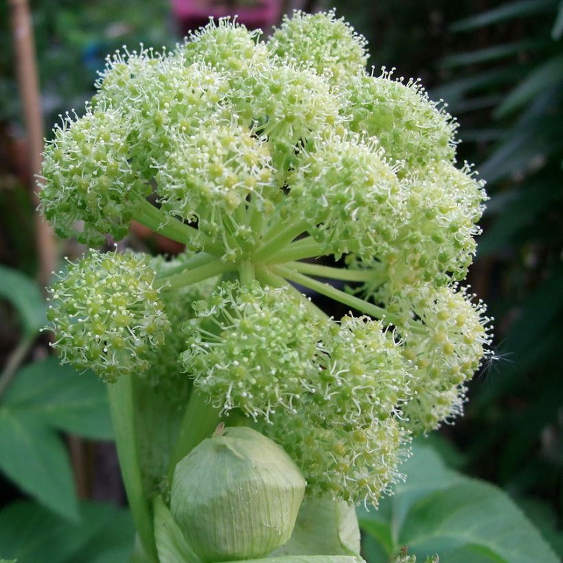 Angelica taiwaniana (Fioritura)