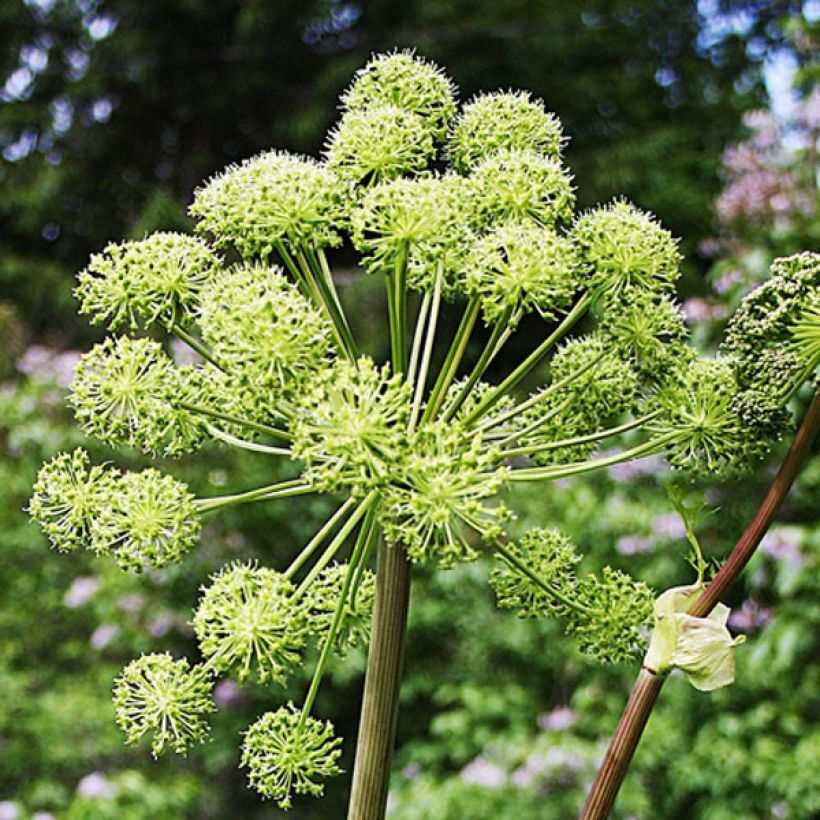 Angelica archangelica - Angelica (Fioritura)