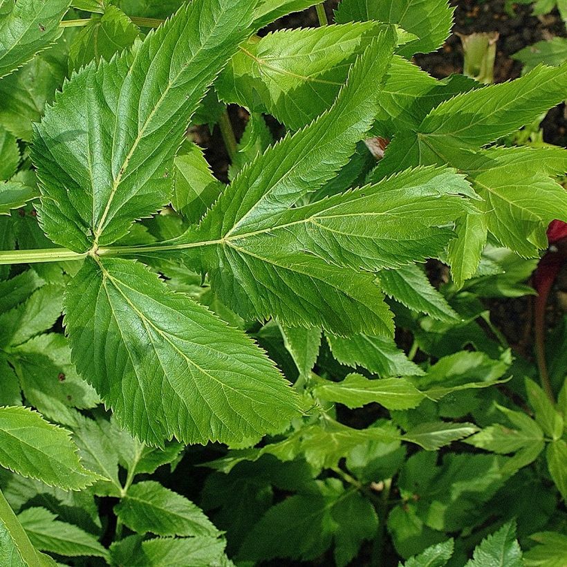 Angelica archangelica - Angelica (Fogliame)