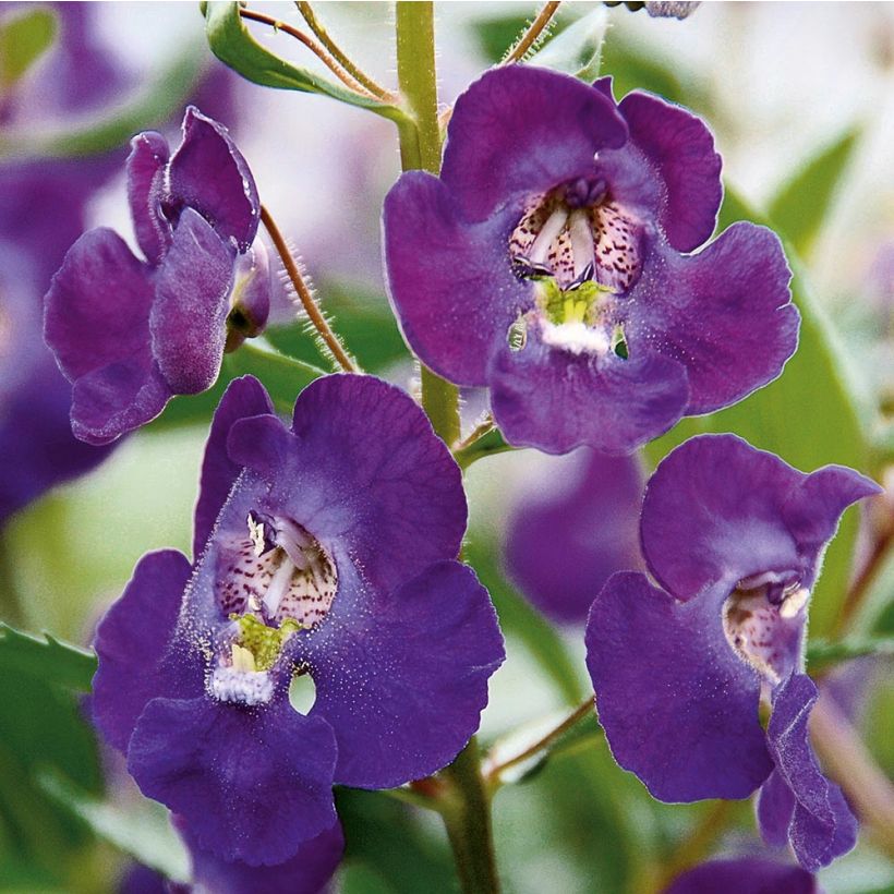 Angelonia angustifolia Angelface Blue (Fioritura)