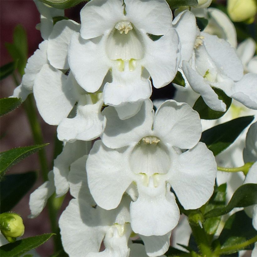 Angelonia angustifolia Angelface Carrara (Fioritura)