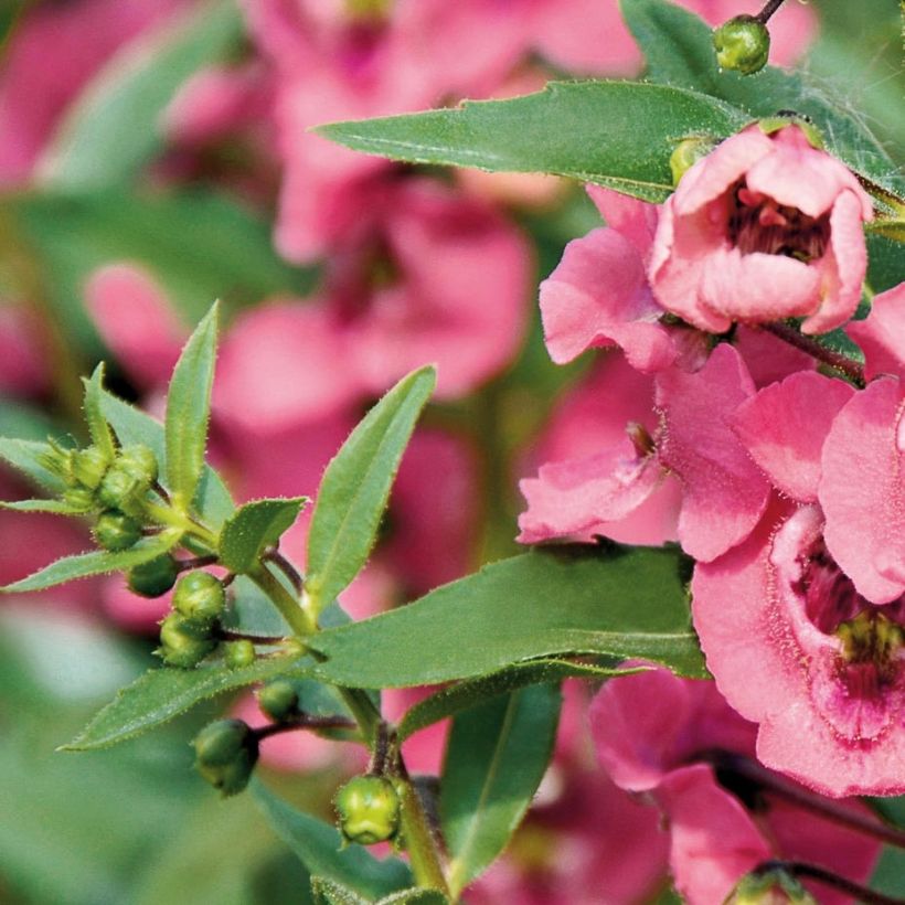 Angelonia angustifolia Angelface Pink (Fogliame)