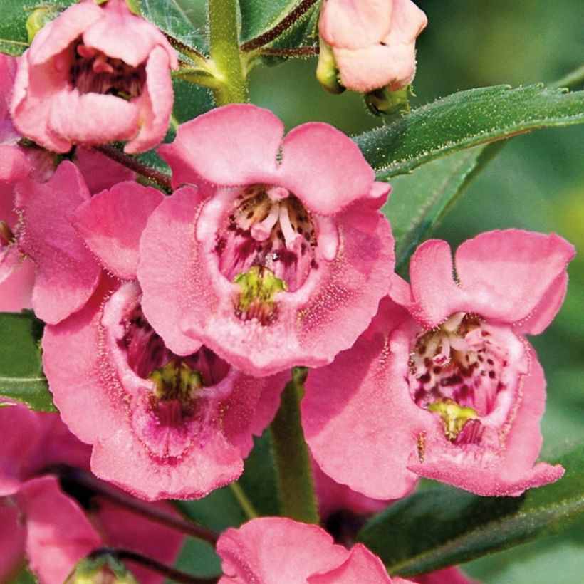 Angelonia angustifolia Angelface Pink (Fioritura)