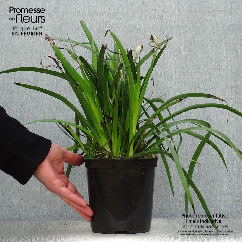 Anigozanthos Bush Bonanza  Pot de 3L esemplare consegnato in inverno