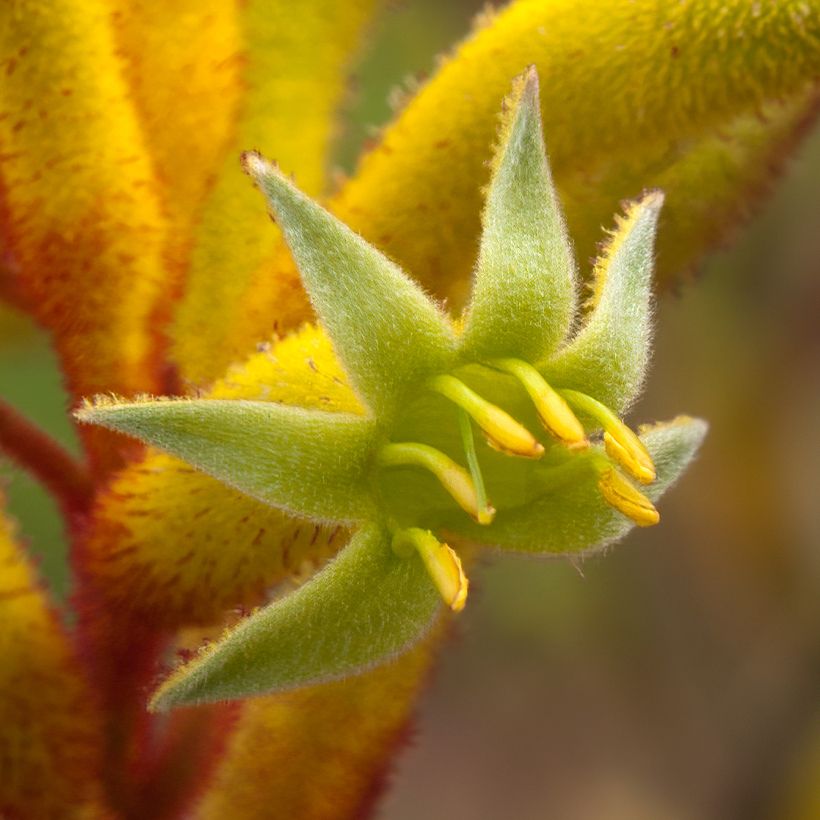 Anigozanthos flavidus Bush Bonanza - Zampe di canguro (Fioritura)