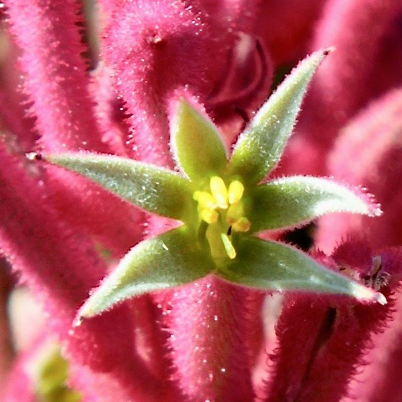 Anigozanthos flavidus Bush Pearl - Zampe di canguro (Fioritura)