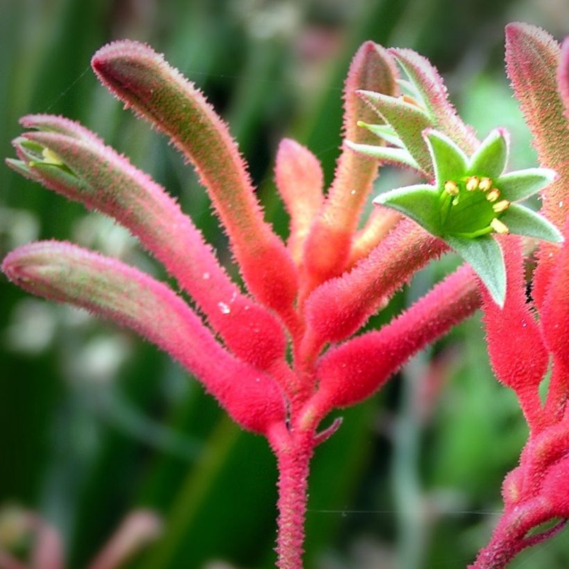 Anigozanthos flavidus - Zampe di canguro (Fioritura)