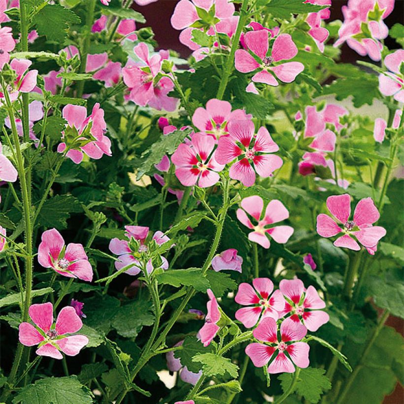 Anisodontea Lady in Pink - Malva del Capo (Fioritura)