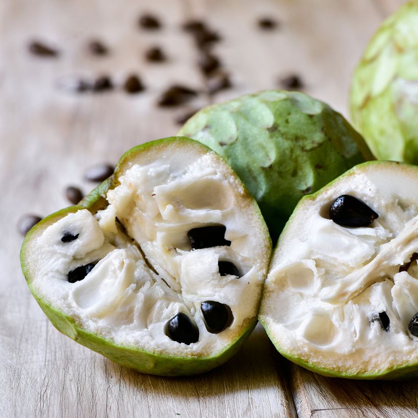 Annona cherimola (Raccolta)