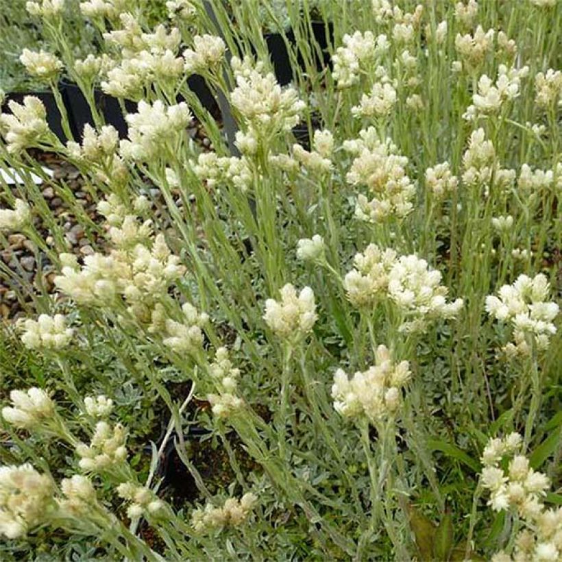 Antennaria dioica var. borealis - Sempiterni di montagna (Porto)