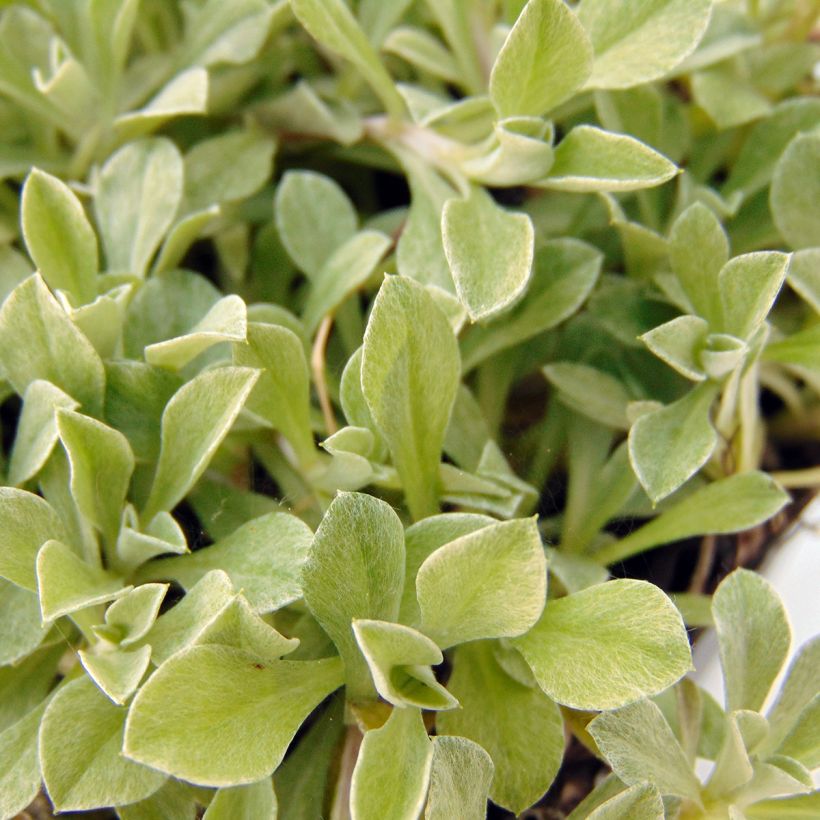 Antennaria dioica var. borealis - Sempiterni di montagna (Fogliame)