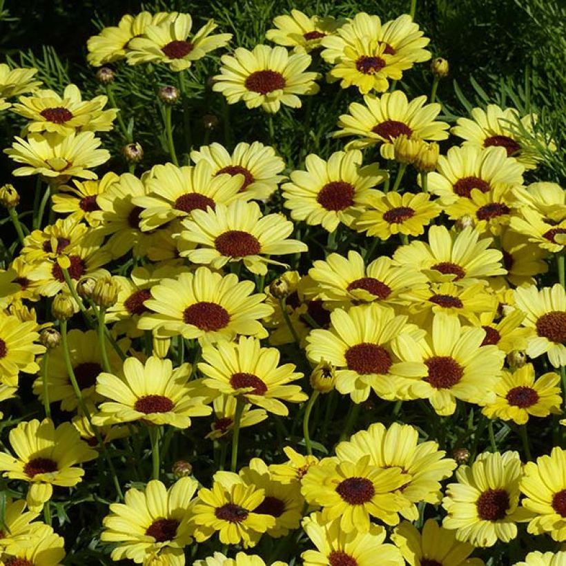 Argyranthemum Grandaisy Gold (Fioritura)