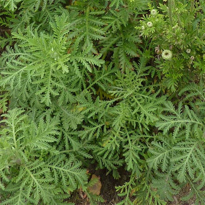 Anthemis tinctoria Kelwayi - Camomilla dei tintori (Fogliame)