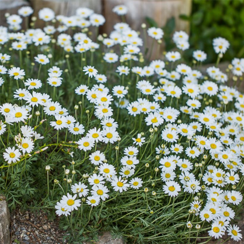 Anthemis carpatica Karpatenschnee (Fioritura)