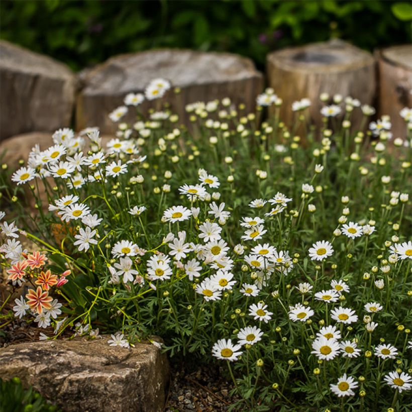 Anthemis carpatica Karpatenschnee (Porto)