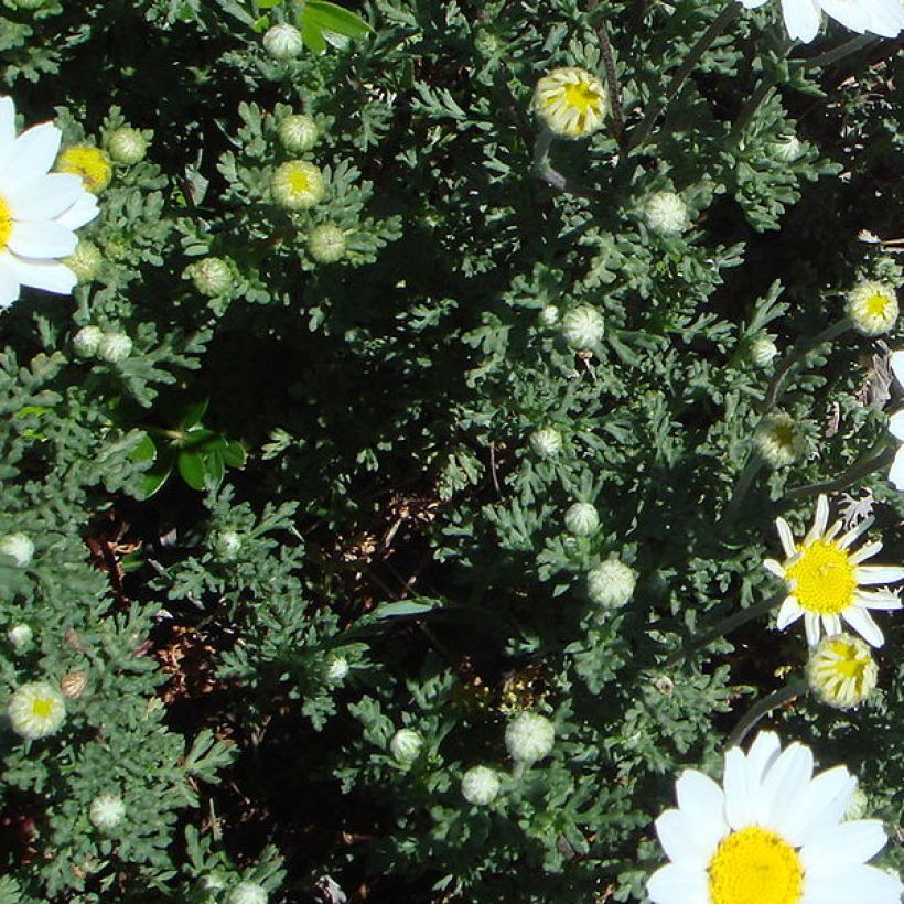 Anthemis punctata subsp. cupaniana (Fogliame)