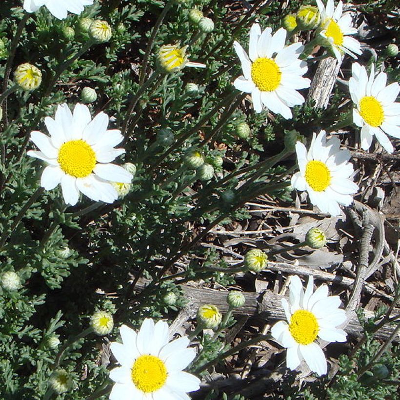 Anthemis punctata subsp. cupaniana (Porto)