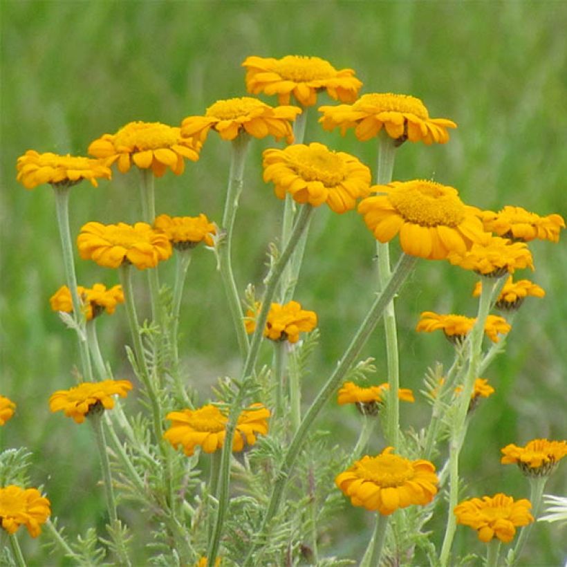 Anthemis sancti-johannis (Fioritura)