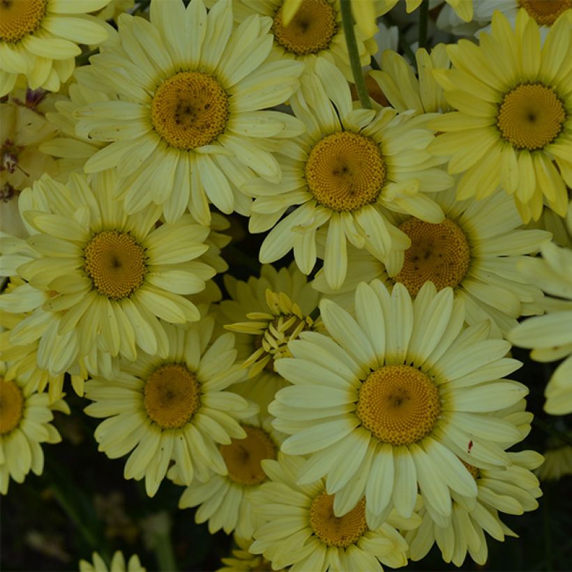 Anthemis tinctoria Wargrave Variety - Camomilla dei tintori (Fioritura)