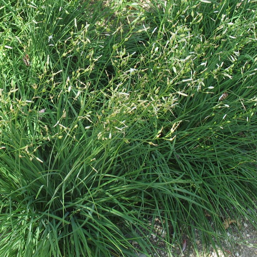 Anthericum ramosum - Lilioasfodelo minore (Fogliame)