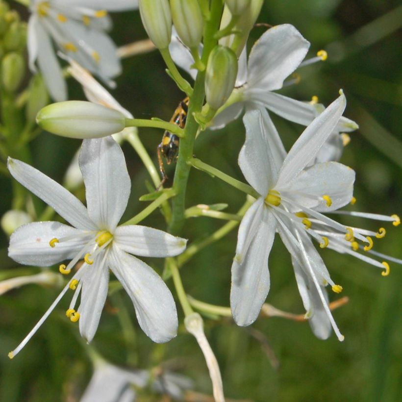 Anthericum ramosum - Lilioasfodelo minore (Fioritura)