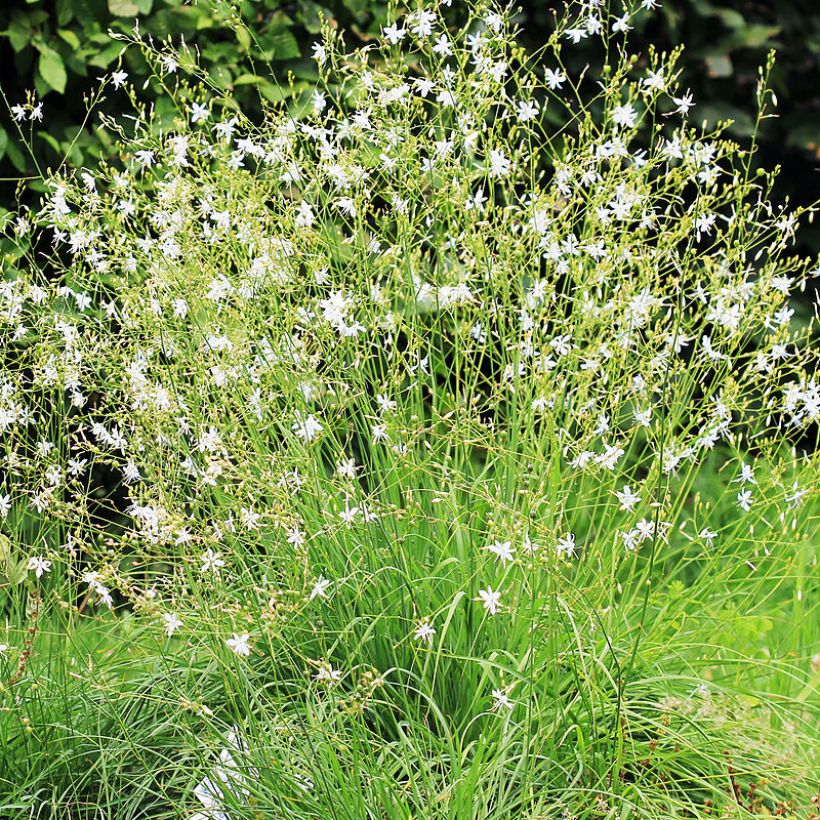 Anthericum ramosum - Lilioasfodelo minore (Porto)