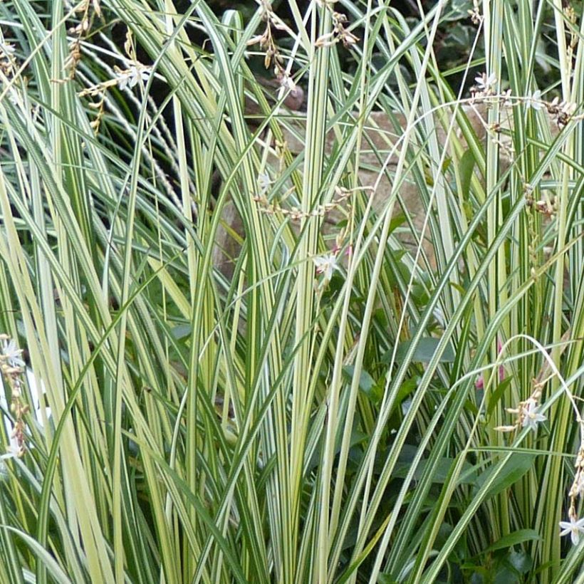 Anthericum saundersiae Starlight (Fogliame)