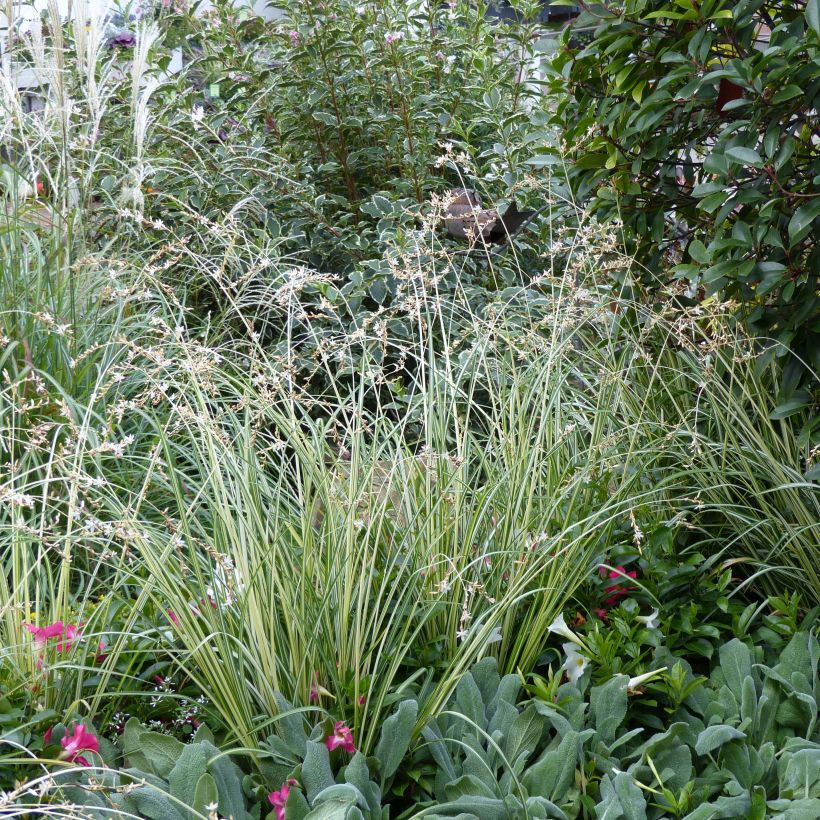 Anthericum saundersiae Starlight (Porto)