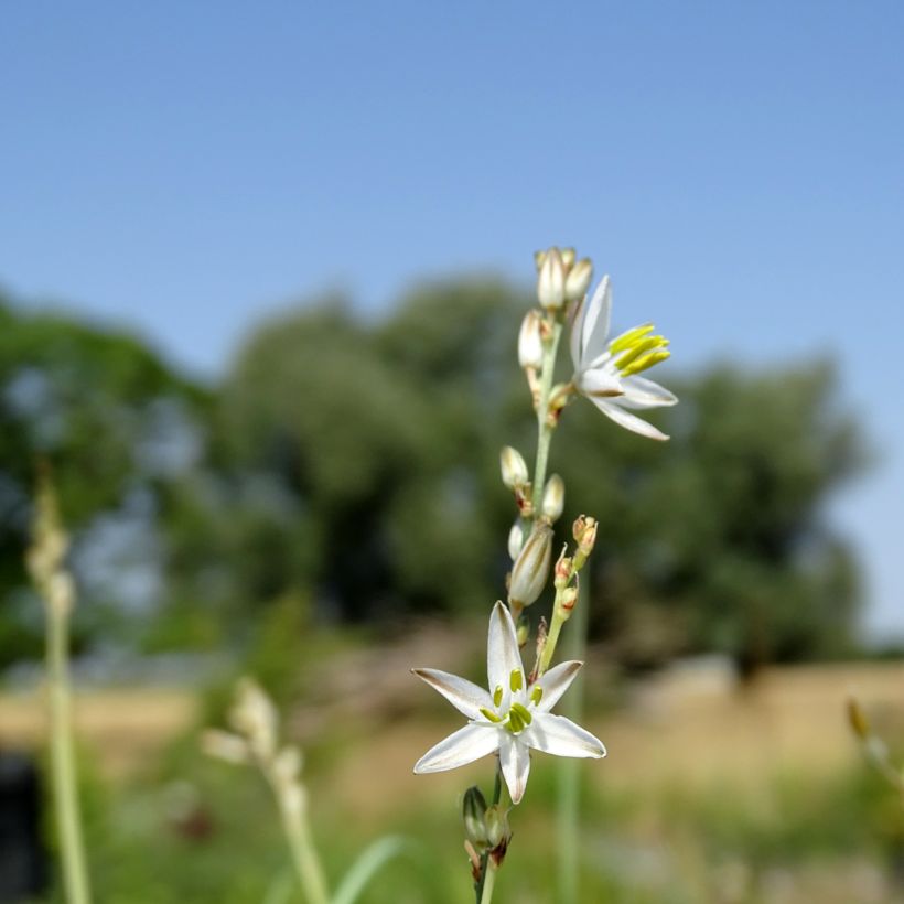 Anthericum saundersiae Starlight (Fioritura)