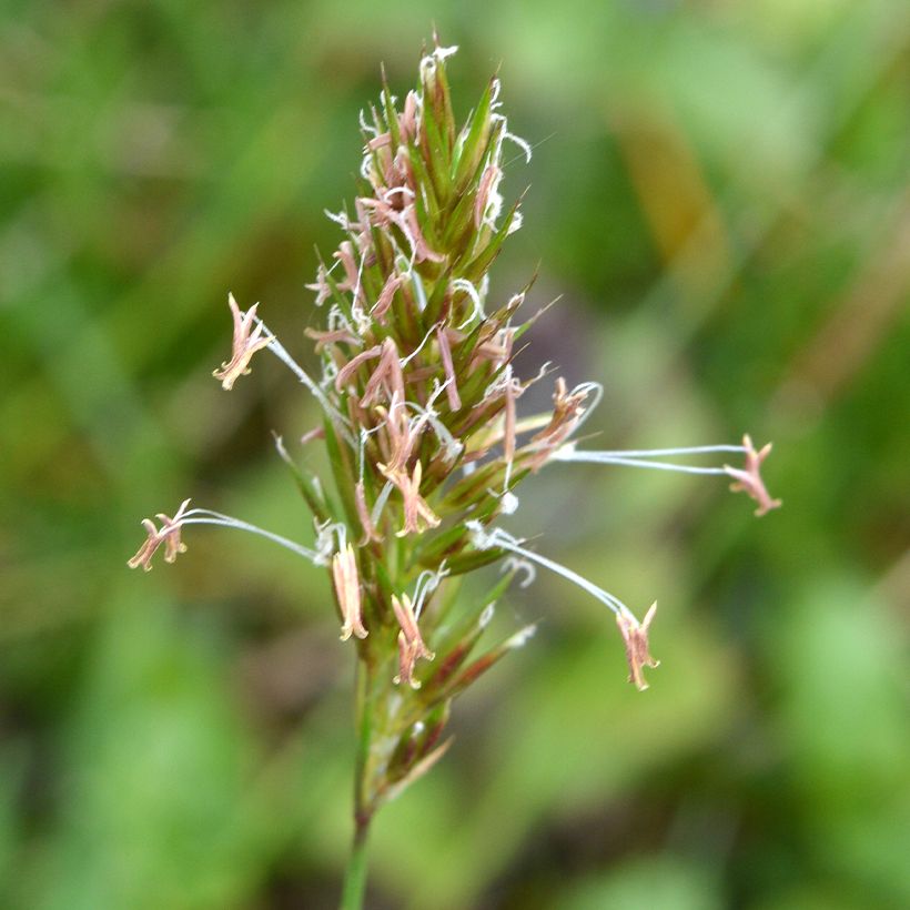 Anthoxanthum odoratum - Paleo odoroso (Fioritura)