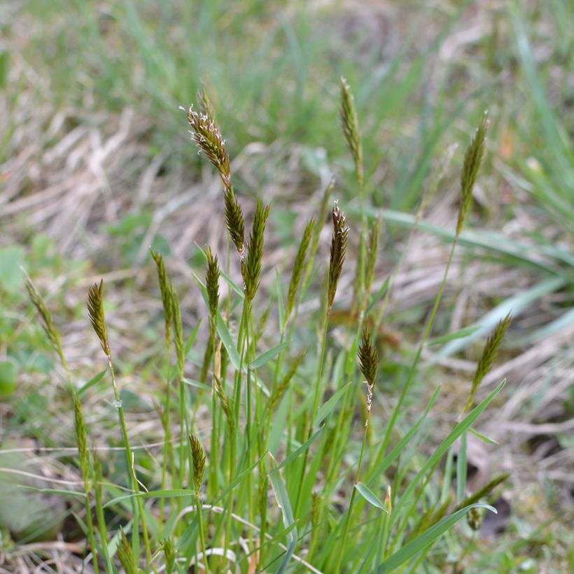 Anthoxanthum odoratum - Paleo odoroso (Porto)