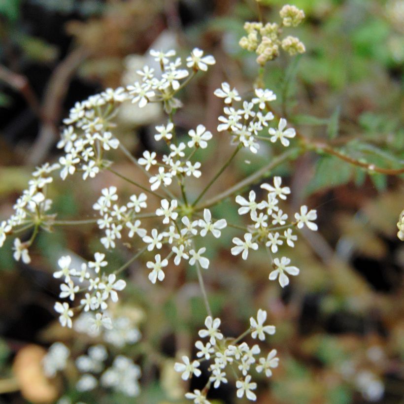 Anthriscus sylvestris Ravenswing - Cerfoglio selvatico (Fioritura)