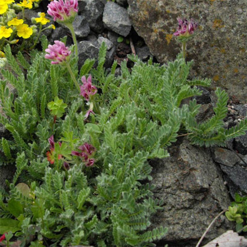 Anthyllis montana Rubra - Vulneraria montana (Fogliame)