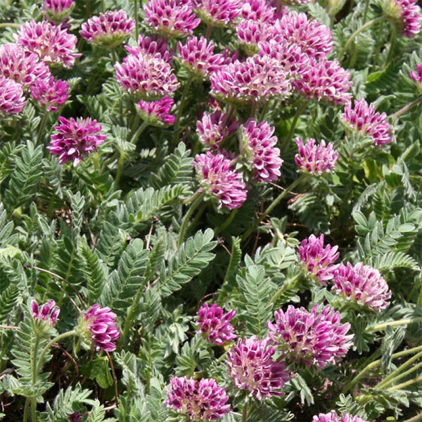 Anthyllis montana Rubra - Vulneraria montana (Fioritura)