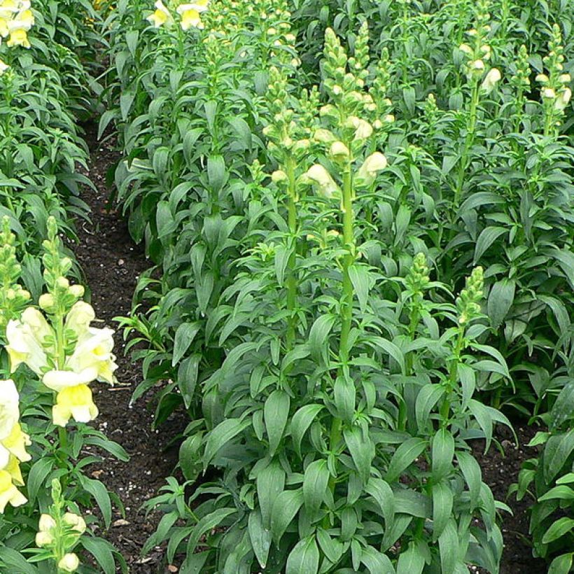 Antirrhinum braun-blanquetii - Antirrino (Fogliame)