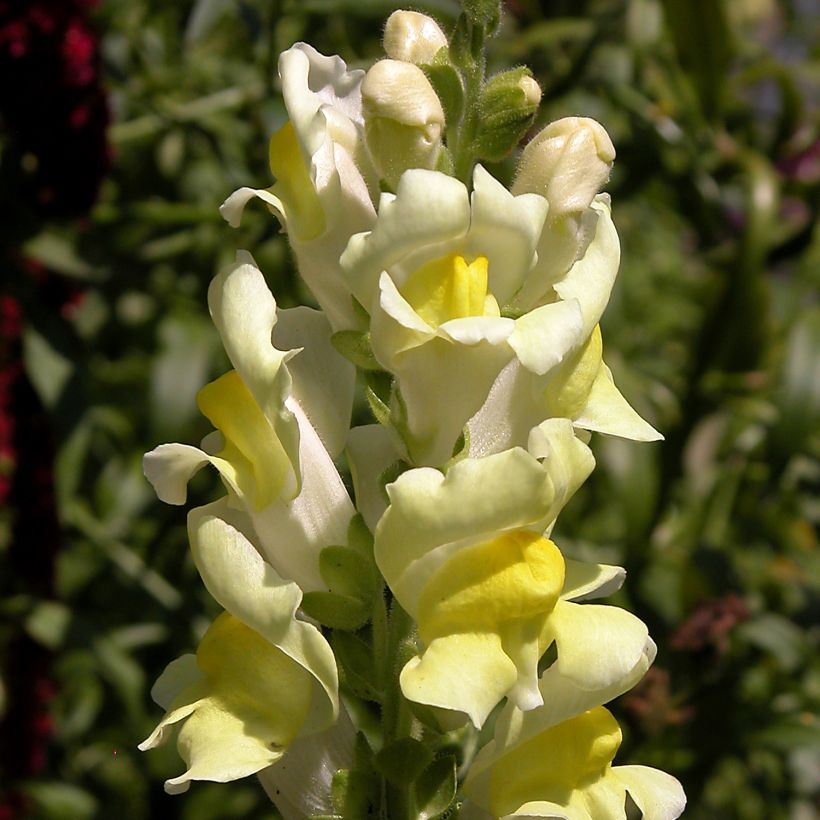 Antirrhinum braun-blanquetii - Antirrino (Fioritura)