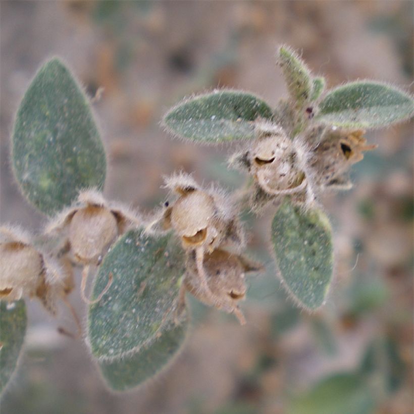 Antirrhinum hispanicum - Antirrino (Fogliame)