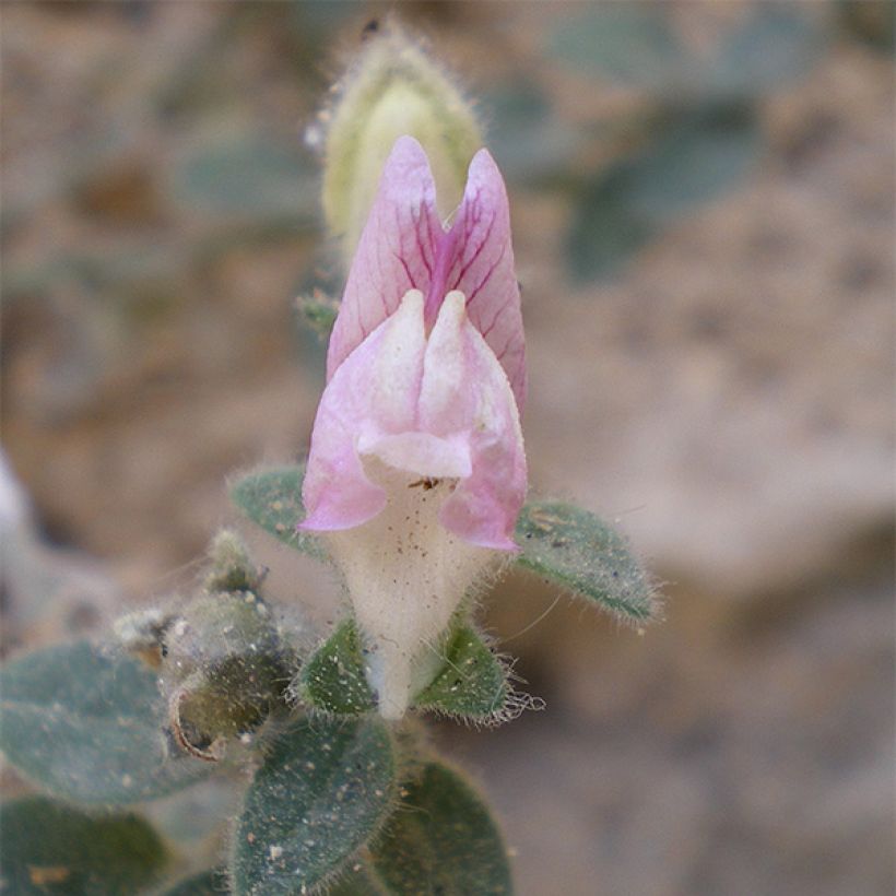 Antirrhinum hispanicum - Antirrino (Fioritura)