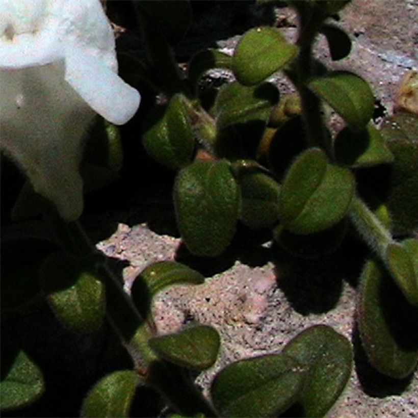 Antirrhinum molle - Bocca di leone (Fogliame)