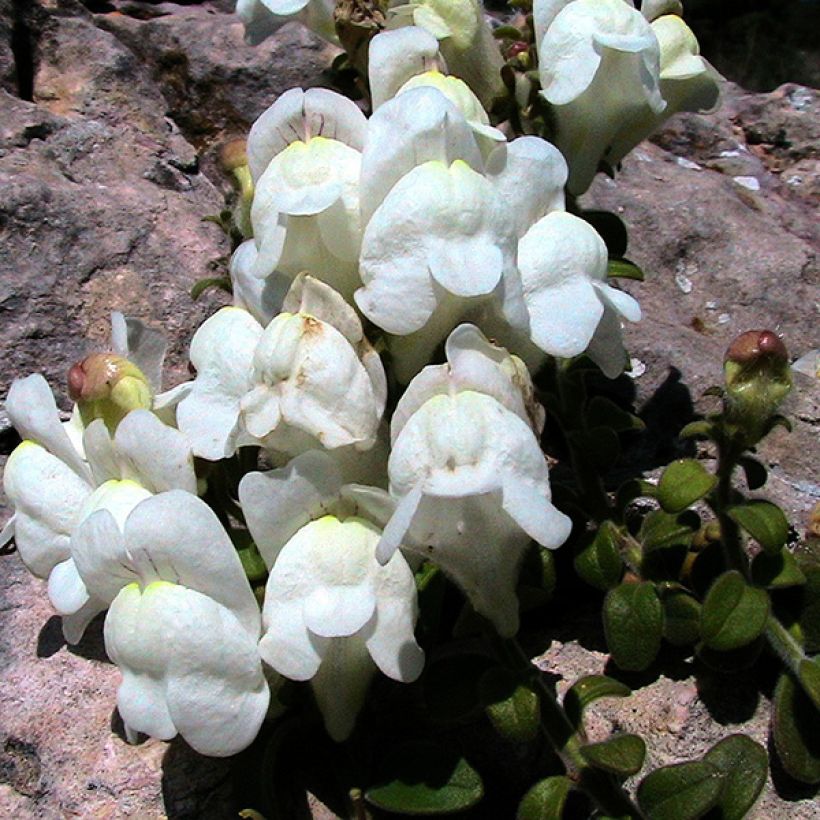 Antirrhinum molle - Bocca di leone (Fioritura)