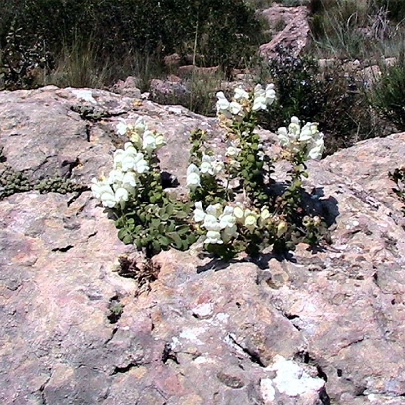 Antirrhinum molle - Bocca di leone (Porto)